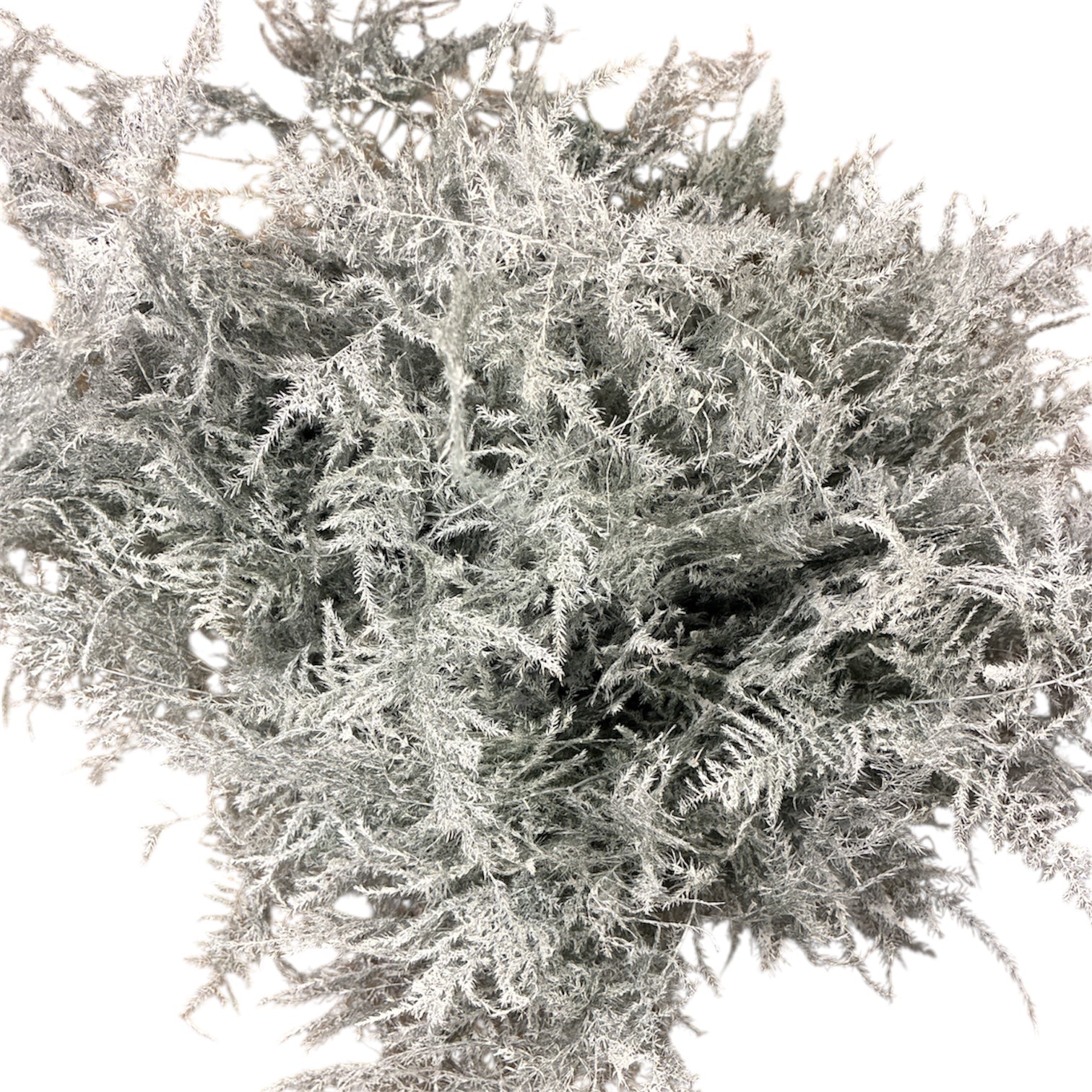 IMPORT - Asparagus Fern DYED WHITE x 20 stems