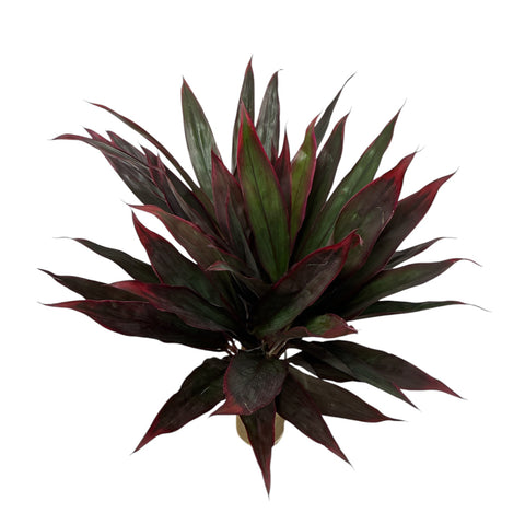 IMPORT - Cordyline Ruby Red x 5 stems
