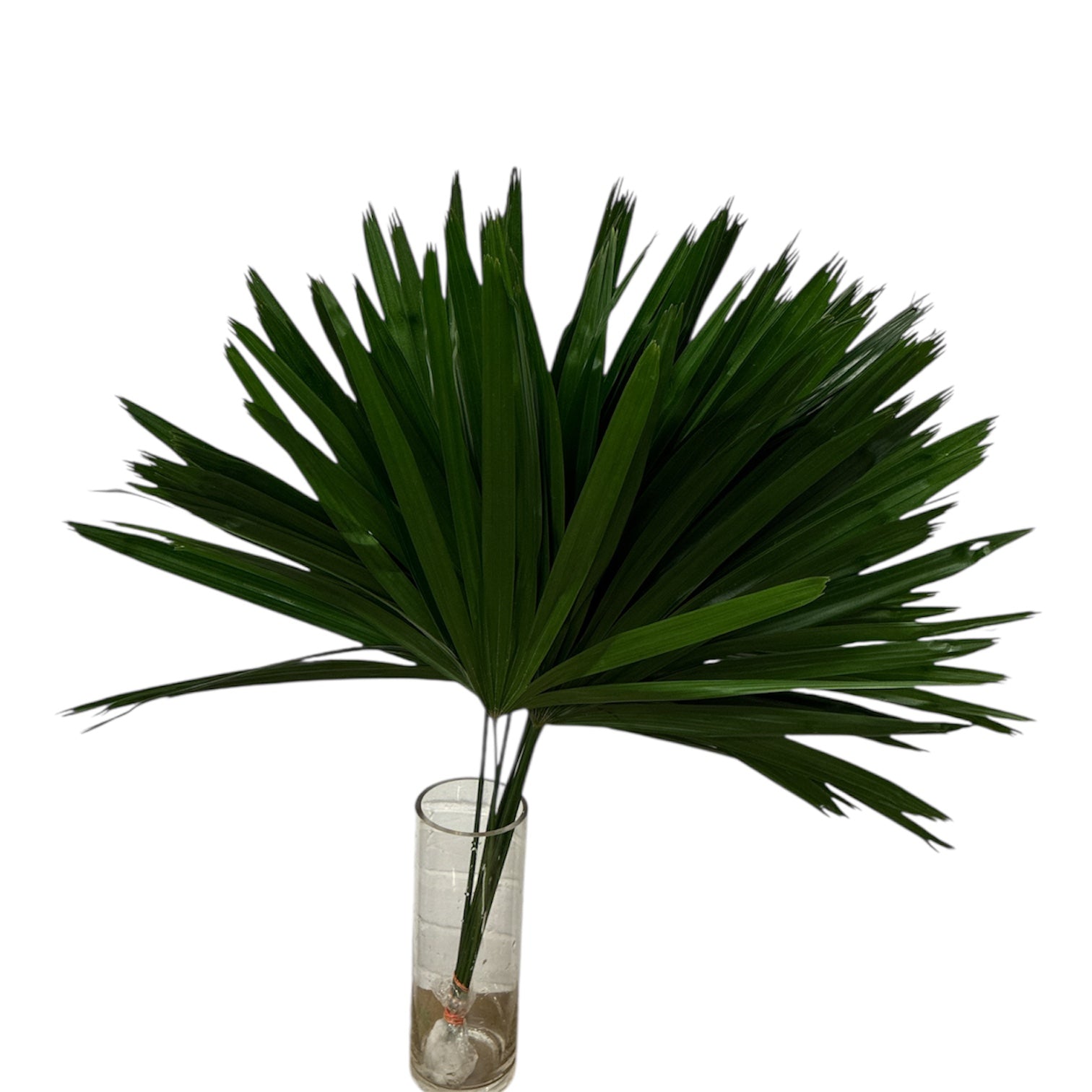 IMPORT - Raphis Palm 70cm x 10 stems