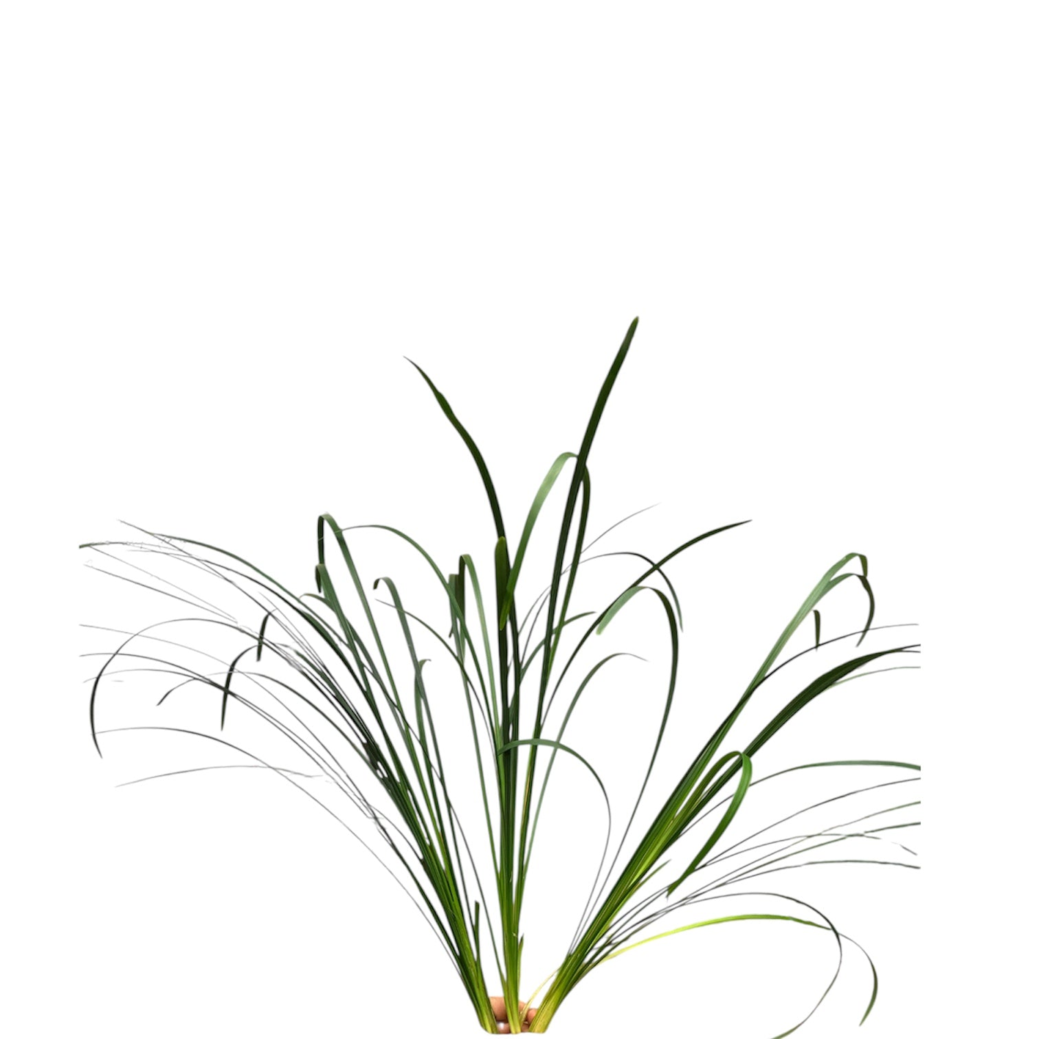 IMPORT - Typha Grass x 30 stems