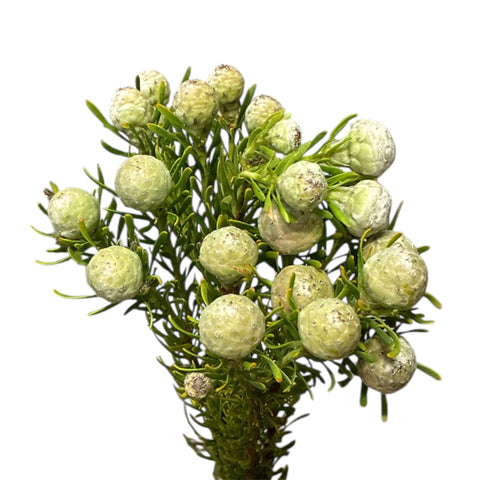 IMPORT - Leucadendron Jade Pearl x 5  stems
