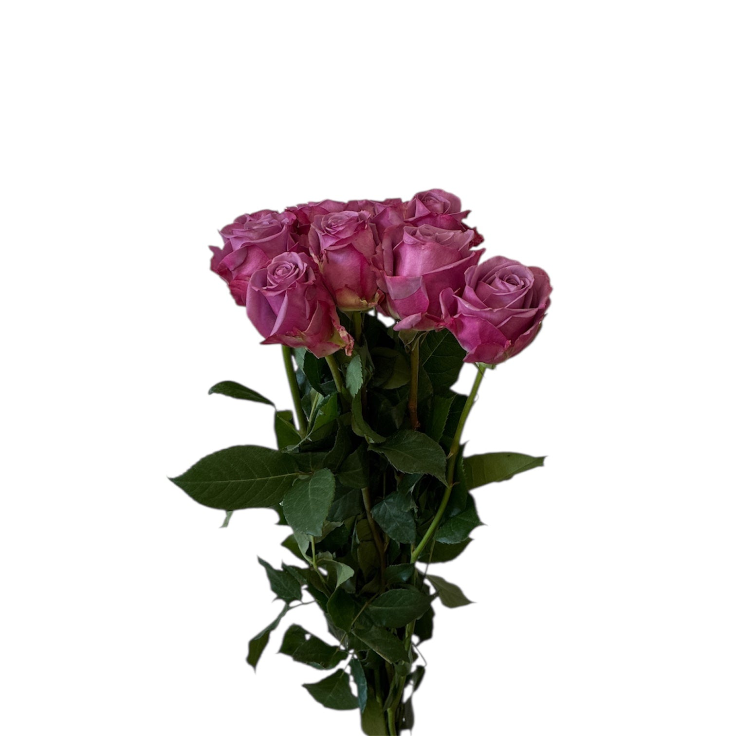 IMPORT ROSE Large Headed COOL WATER - lilac x 10 stems
