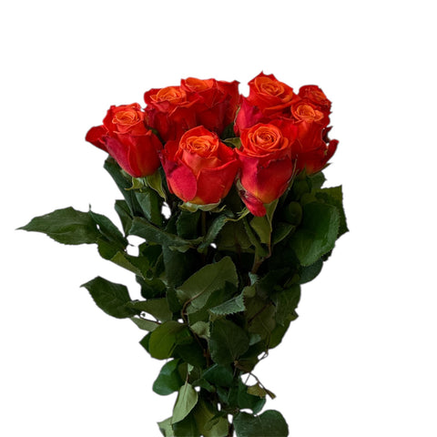 IMPORT ROSE Large Headed ORANGE CRUSH  x 10 stems