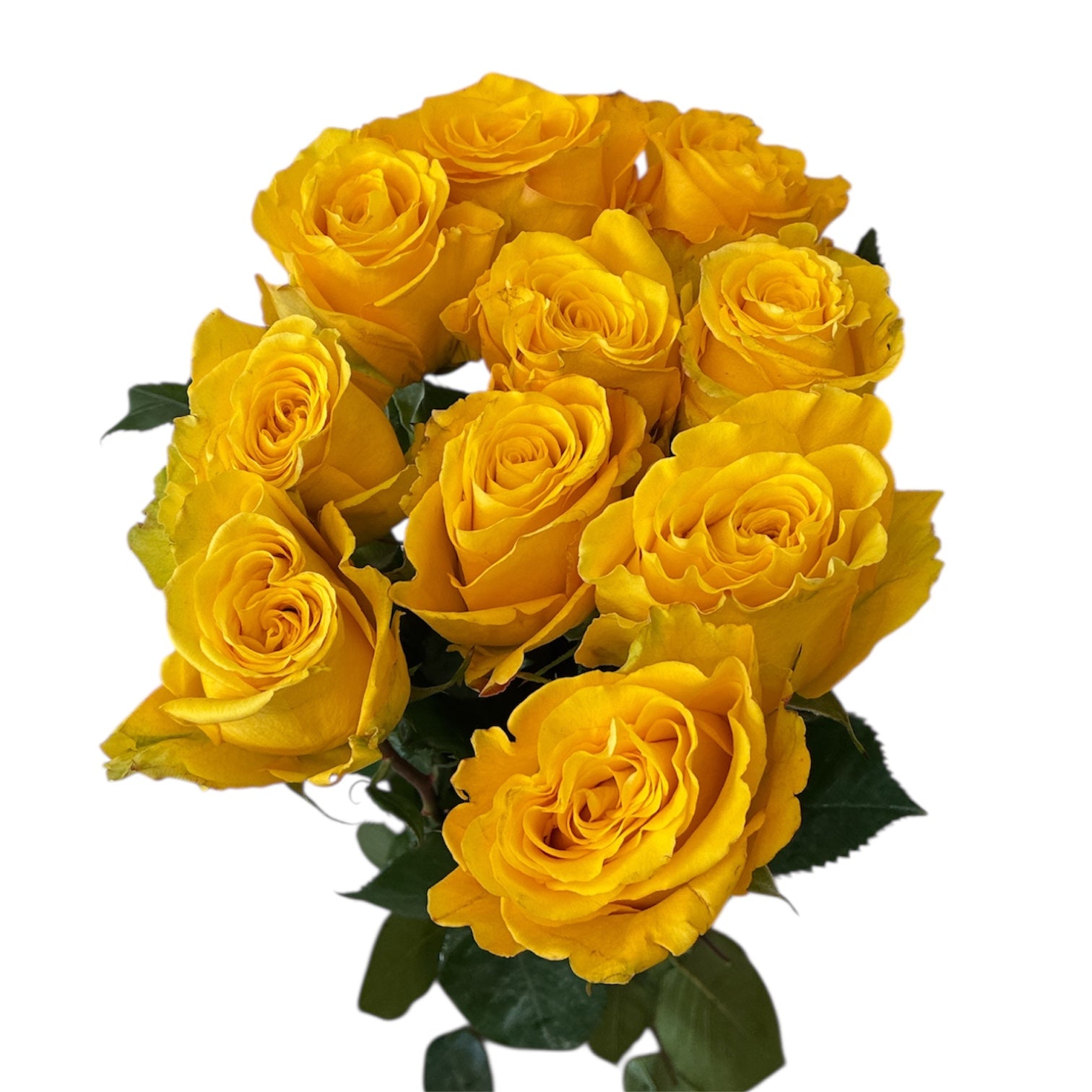 IMPORT ROSE Large Headed BIKINI - yellow x 10 stems