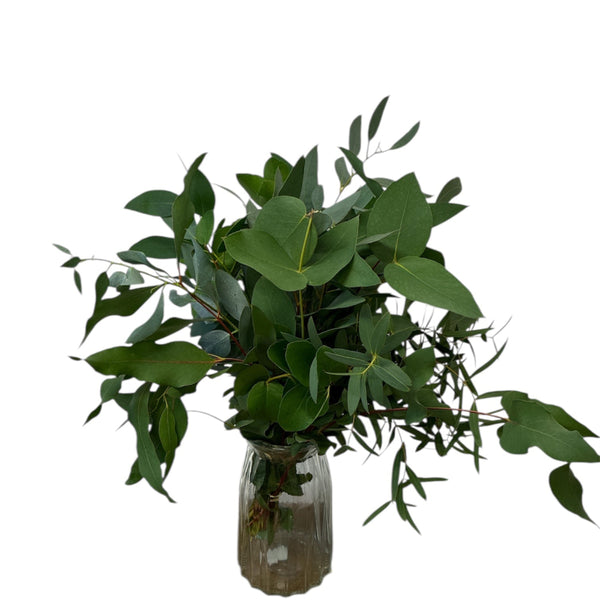Fresh 40cm eucalyptus stems in a 20-stem posy from Norfolk, ideal for bouquets, wreaths, and natural décor.