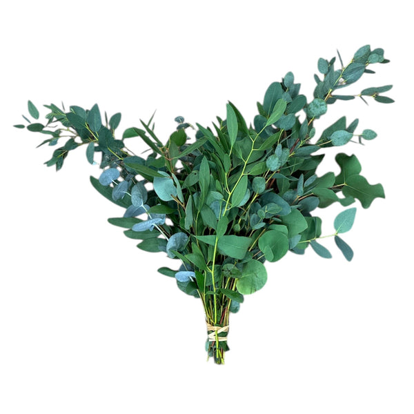 UK-grown Norfolk eucalyptus posy with 20 mixed foliage stems, sustainably sourced and freshly cut.