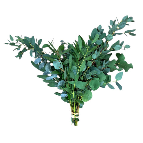 UK-grown Norfolk eucalyptus posy with 20 mixed foliage stems, sustainably sourced and freshly cut.