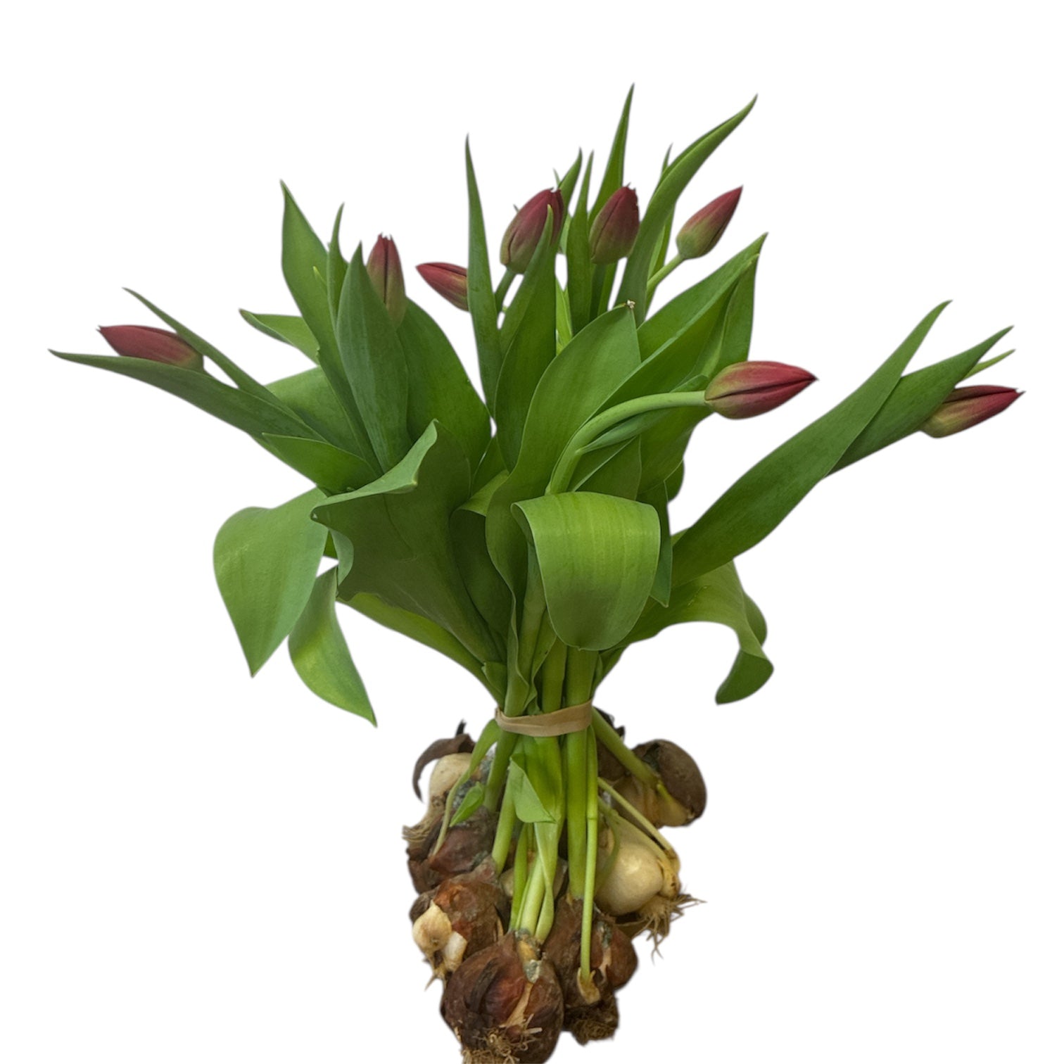 TULIP - ON THE BULB -Seadov RED x 10 -  SOUTHERN HEMISPHERE