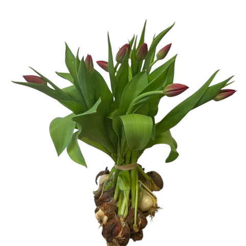 TULIP - ON THE BULB -Seadov RED x 10 -  SOUTHERN HEMISPHERE