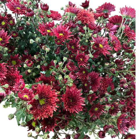 Chrysanthemum Adana Red x 10 stems