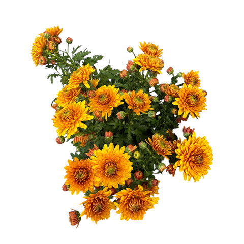 Chrysanthemum Ceylon Copper x 10 stems
