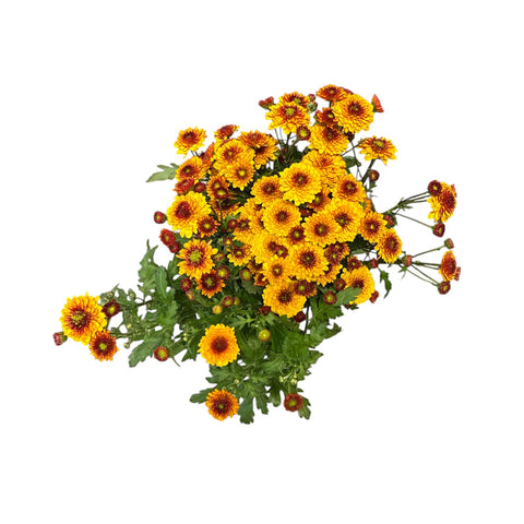 Chrysanthemum Madras Orange / Gold  x 10 stems