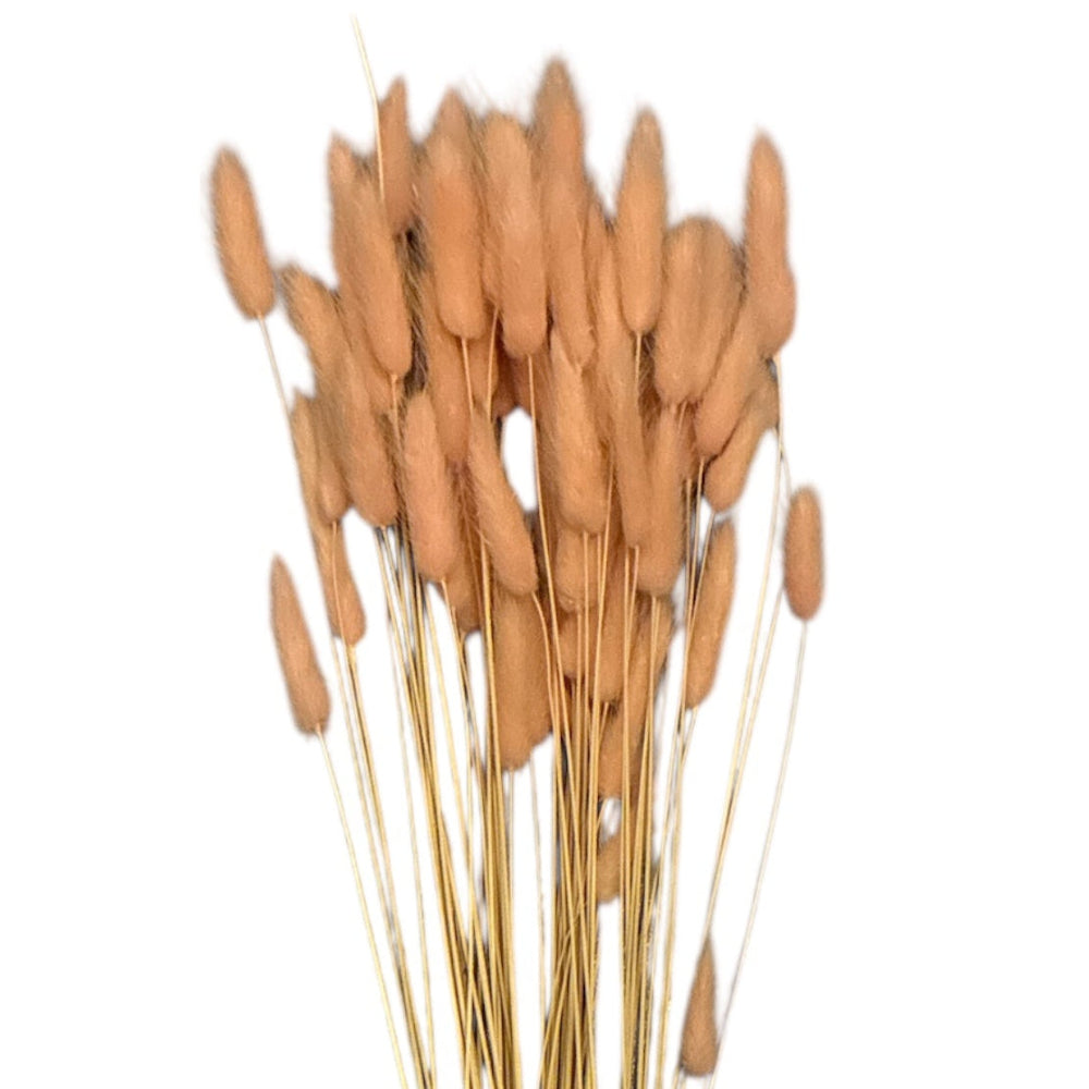 Pale pink Lagurus dried grass bundle, Italian import, around 50 heads, wholesale bulk bunny tails