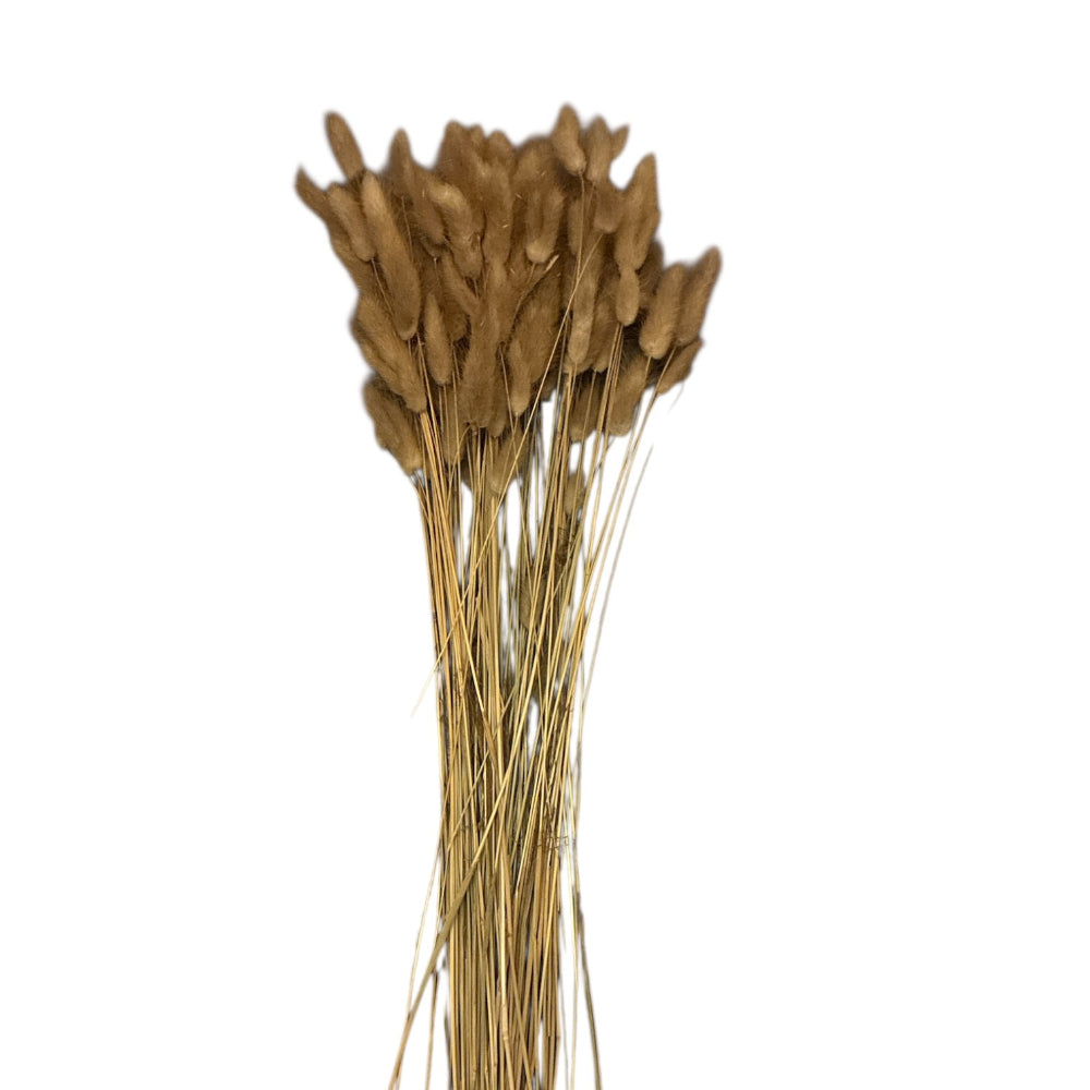 Natural Lagurus dried grass bundle, Italian Import, around 50 heads, wholesale bulk bunny tail grass