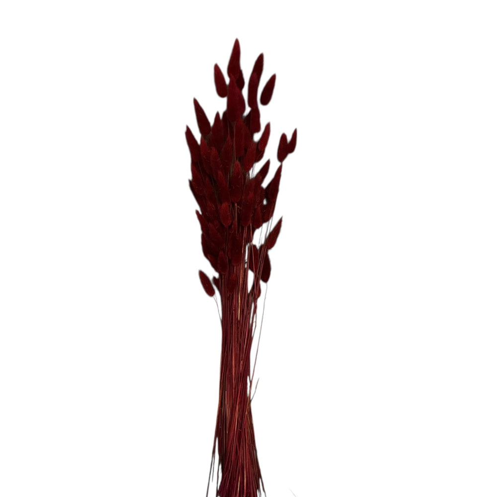 Burgundy Lagurus dried grass, Italian Import, dyed bunny tails, wholesale bulk bundle around 50 heads
