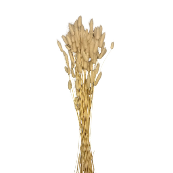 Bleached white Lagurus dried grass, Italian import bundle of 50 stems, wholesale bulk