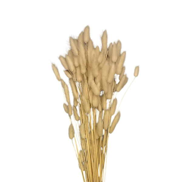 White bleached Lagurus bundle, Italian import dried grass for wholesale bulk floral styling