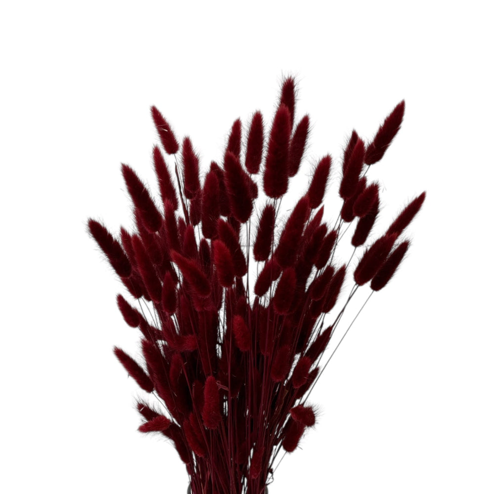 Dyed Burgundy Lagurus bundle, Italian Import dried grass for wholesale bulk floral styling