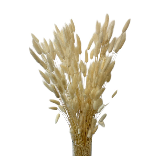 Bleached white Lagurus dried grass bundle, Italian import, wholesale bulk bunny tail stems
