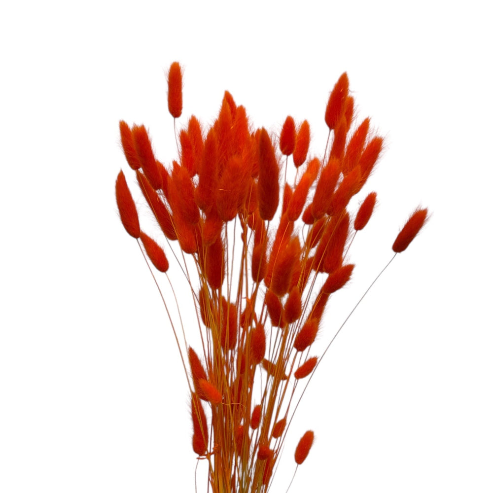 orange italian grass dried florist lagurus 