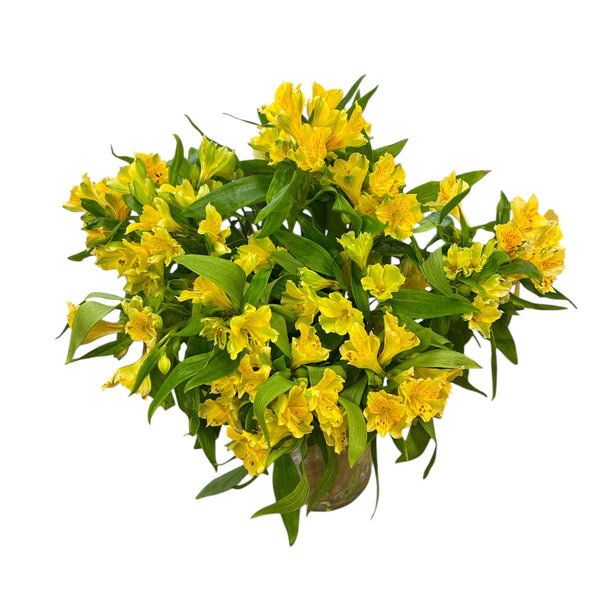 Alstromeria Cornish Stem Grade 10 stems - Yellow/Gold