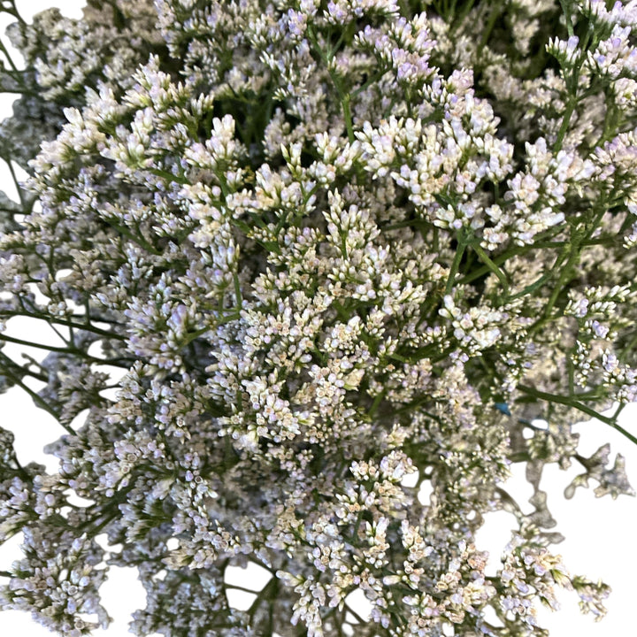 IMPORT - Limonium White x 5 stems  DRIED