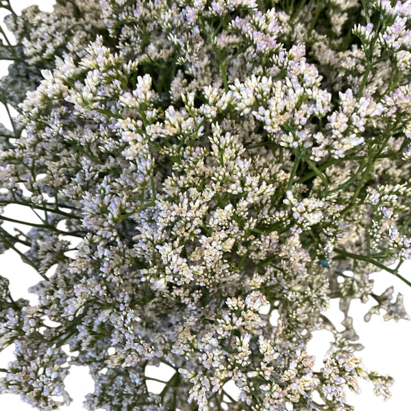 IMPORT - Limonium White x 5 stems  DRIED