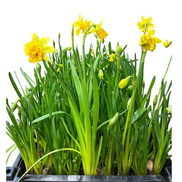 Tete a Tete  DOUBLE FLOWERED 'BOUCLE'- MEGA DEAL ON THE BULB - 100 Bulbs