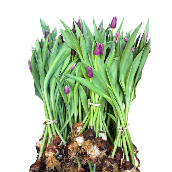 Tulip - ON THE BULB - San Martin x 10 bulbs