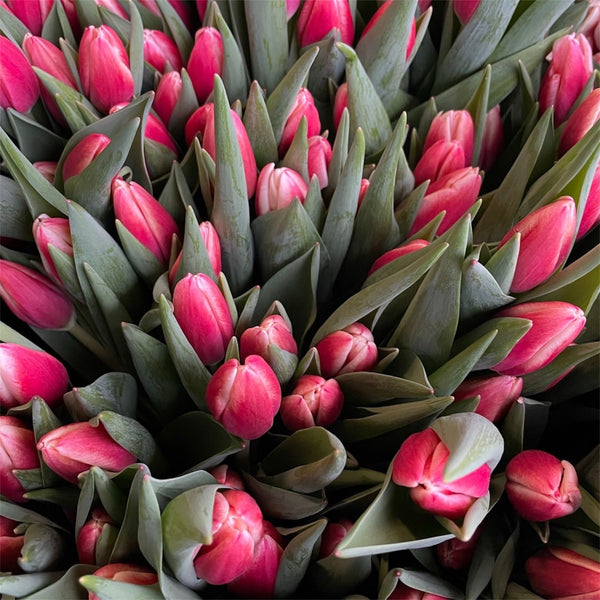 Tulip - Paul McCartney x 50 stems