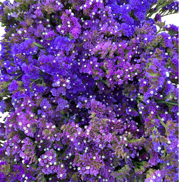 Statice PURPLE / BLUE sinuatum 50cm ( 10 or 50 stems )