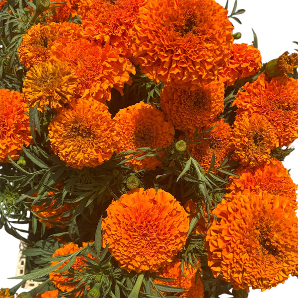 Tagetes - Marigolds - Orange - growers bunch