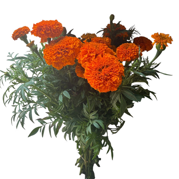 Tagetes - Marigolds - Orange - growers bunch