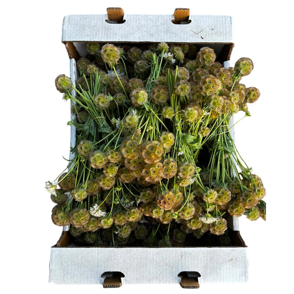 Scabious - PING PONG - Stellata     x 10 stems