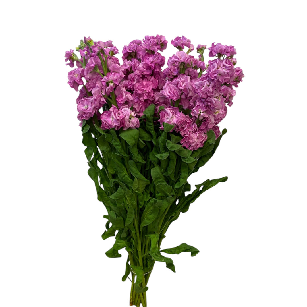 Scented Stocks: Rose (10 stems) - POSY GRADE