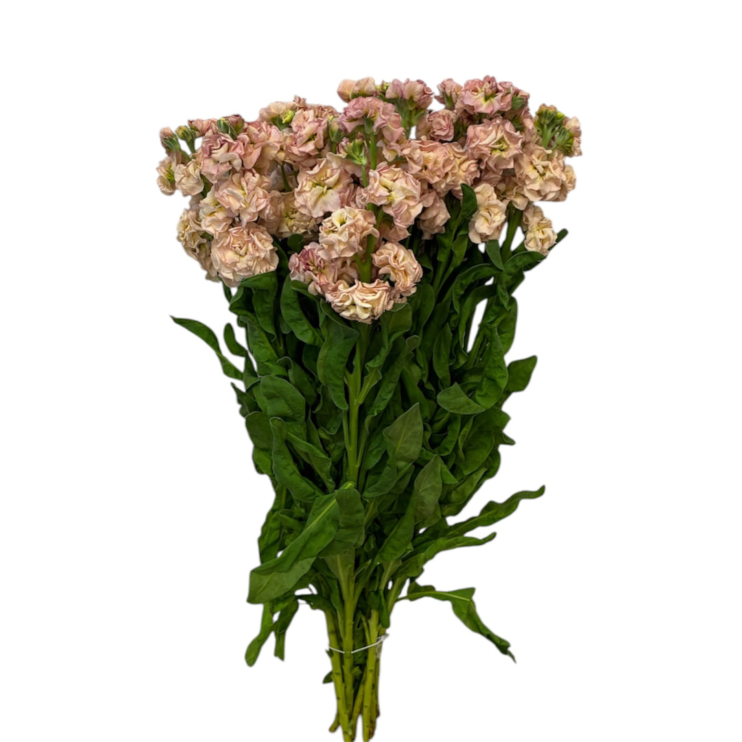 Scented Stocks: Apricot (10 stems) - POSY GRADE