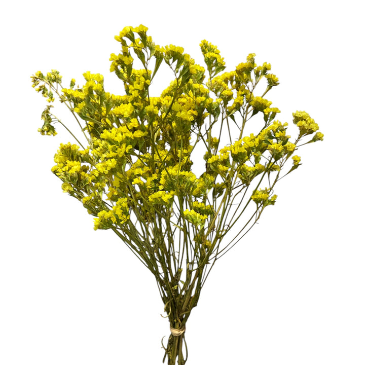 DRIED -  Statice - YELLOW - Sinuatum 50cm - (10 or 50 stems)