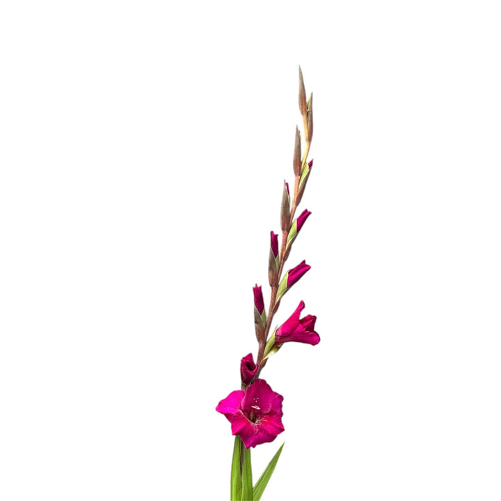 Gladioli - DARK PINK - Lincolnshire 75cm - (10, 50 or 100 stems)