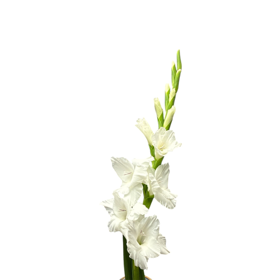Gladioli - WHITE - Lincolnshire 75cm - (10, 50 or 100 stems)