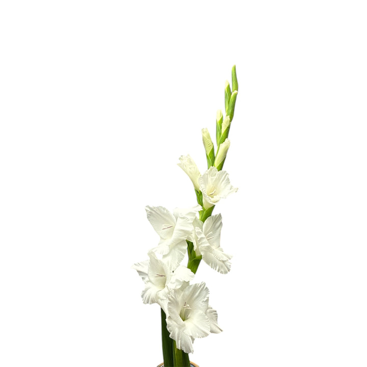 Gladioli - WHITE - Lincolnshire 75cm - (10, 50 or 100 stems)