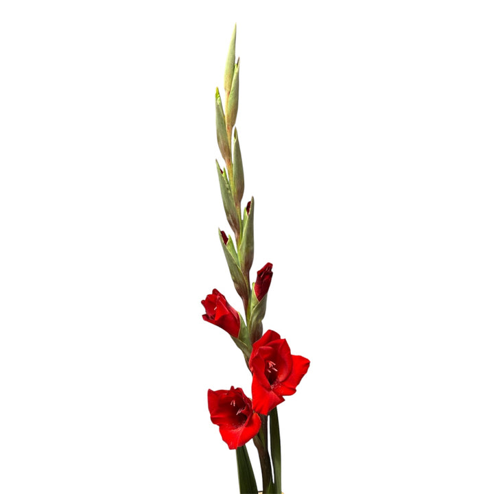 Gladioli - DARK RED - Lincolnshire 75cm - (10, 50 or 100 stems)