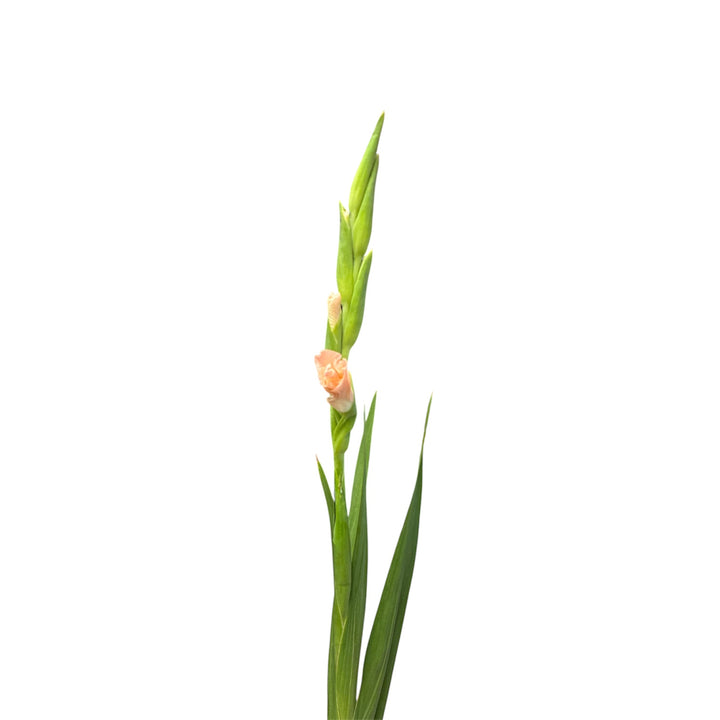 Gladioli - PEACH - Lincolnshire 75cm - (10, 50 or 100 stems)
