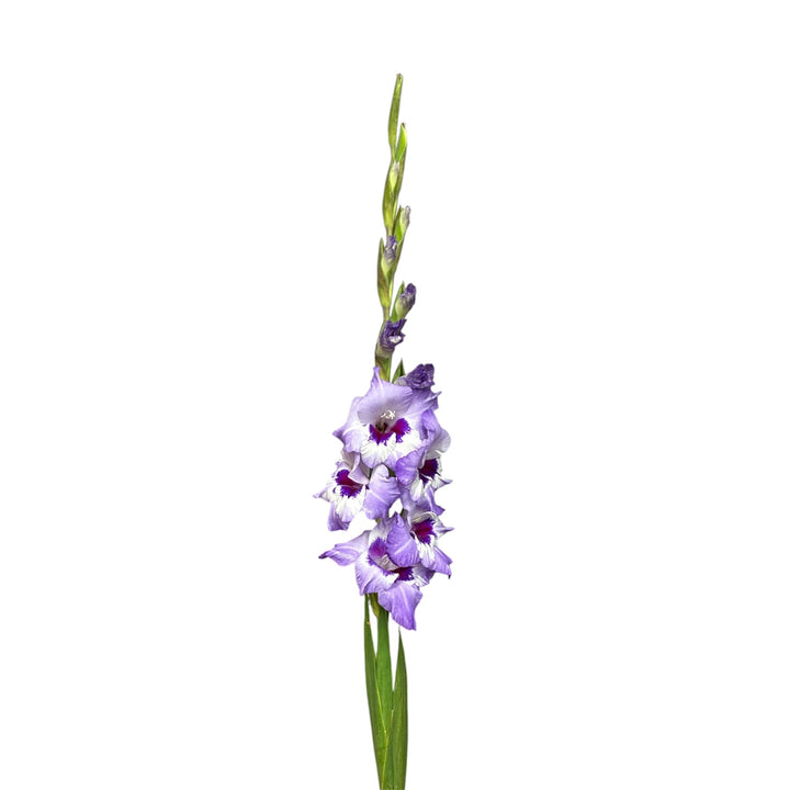 Gladioli - PURPLE - Lincolnshire 75cm - (10, 50 or 100 stems)