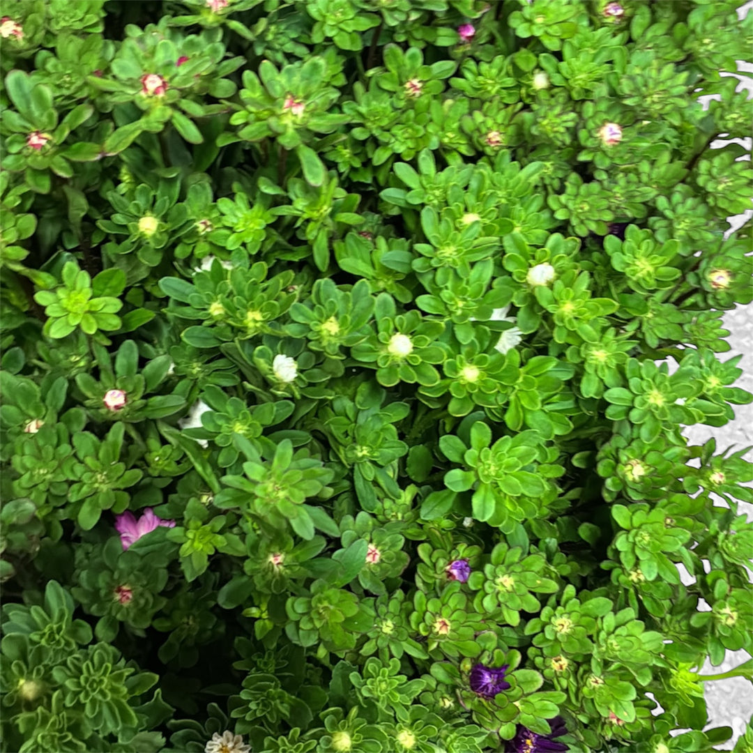 Aster Serenade mix 60cm - growers bunch