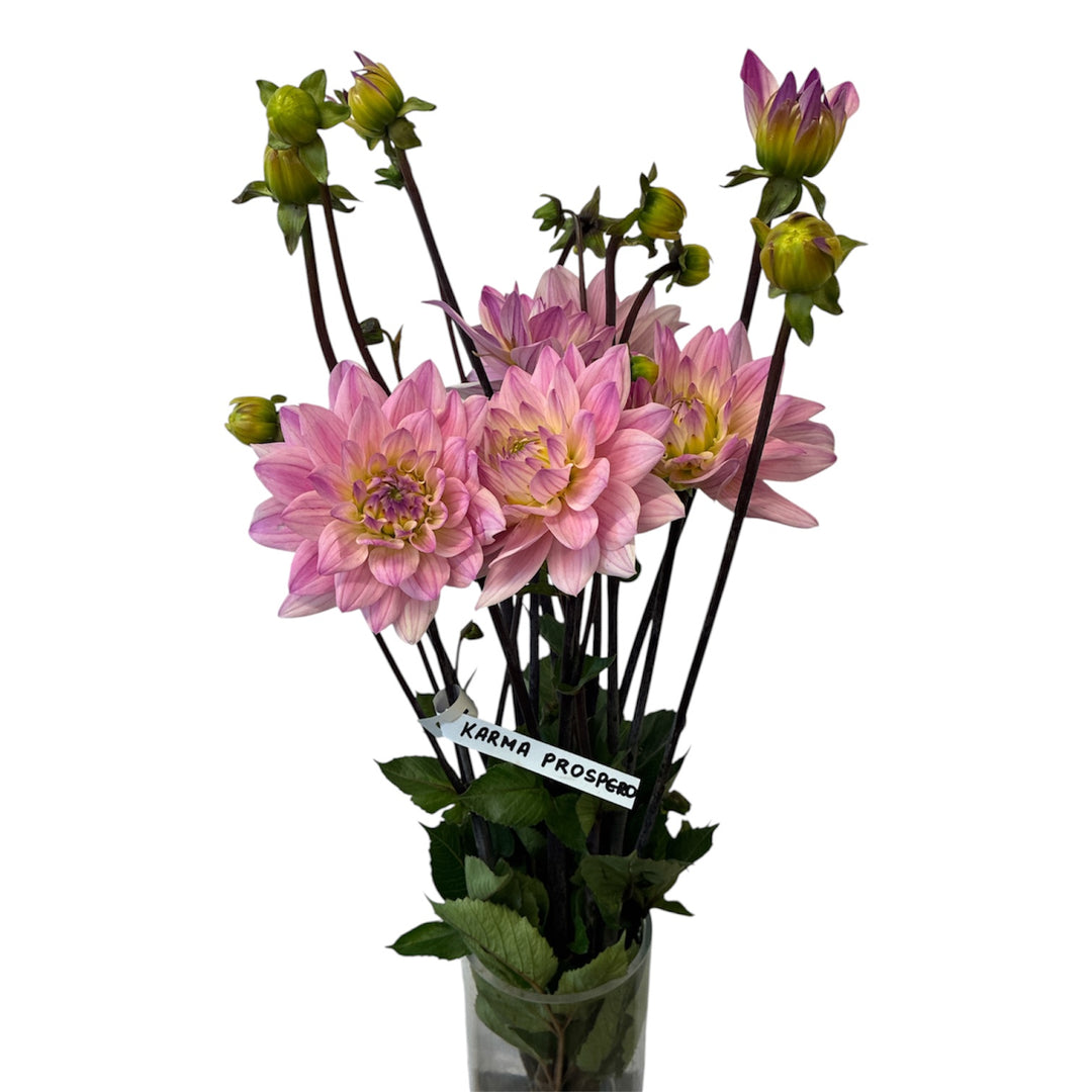 Dahlia - PINK - Karma Prospero 50–60cm - (10 stems)