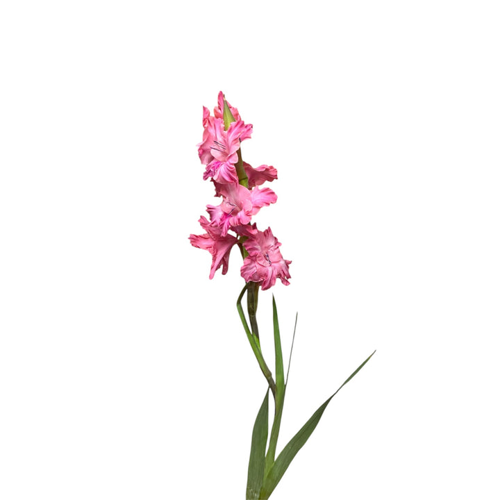 Gladioli - MID - PINK - Lincolnshire 75cm - (10, 50 or 100 stems)
