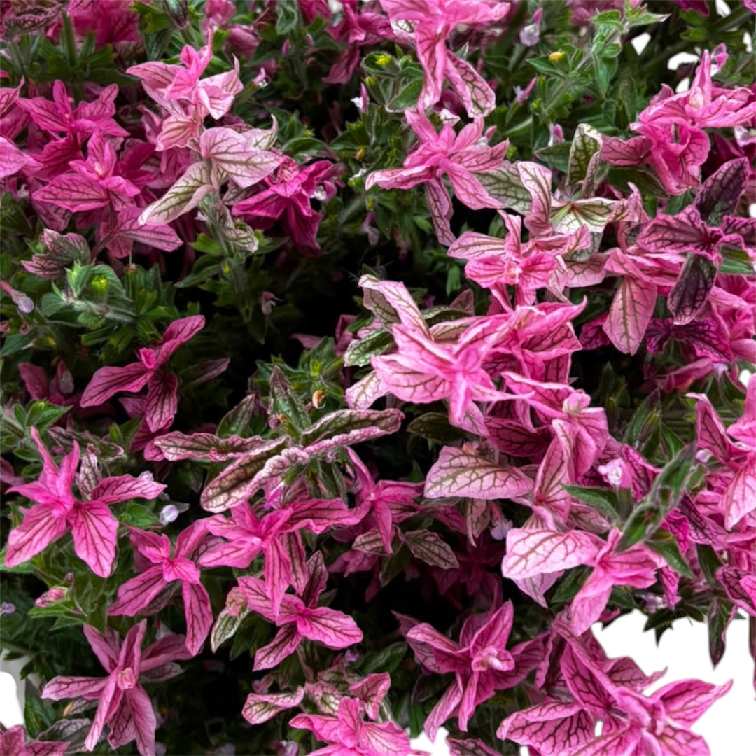 Salvia - Clary Pink x 10 stems