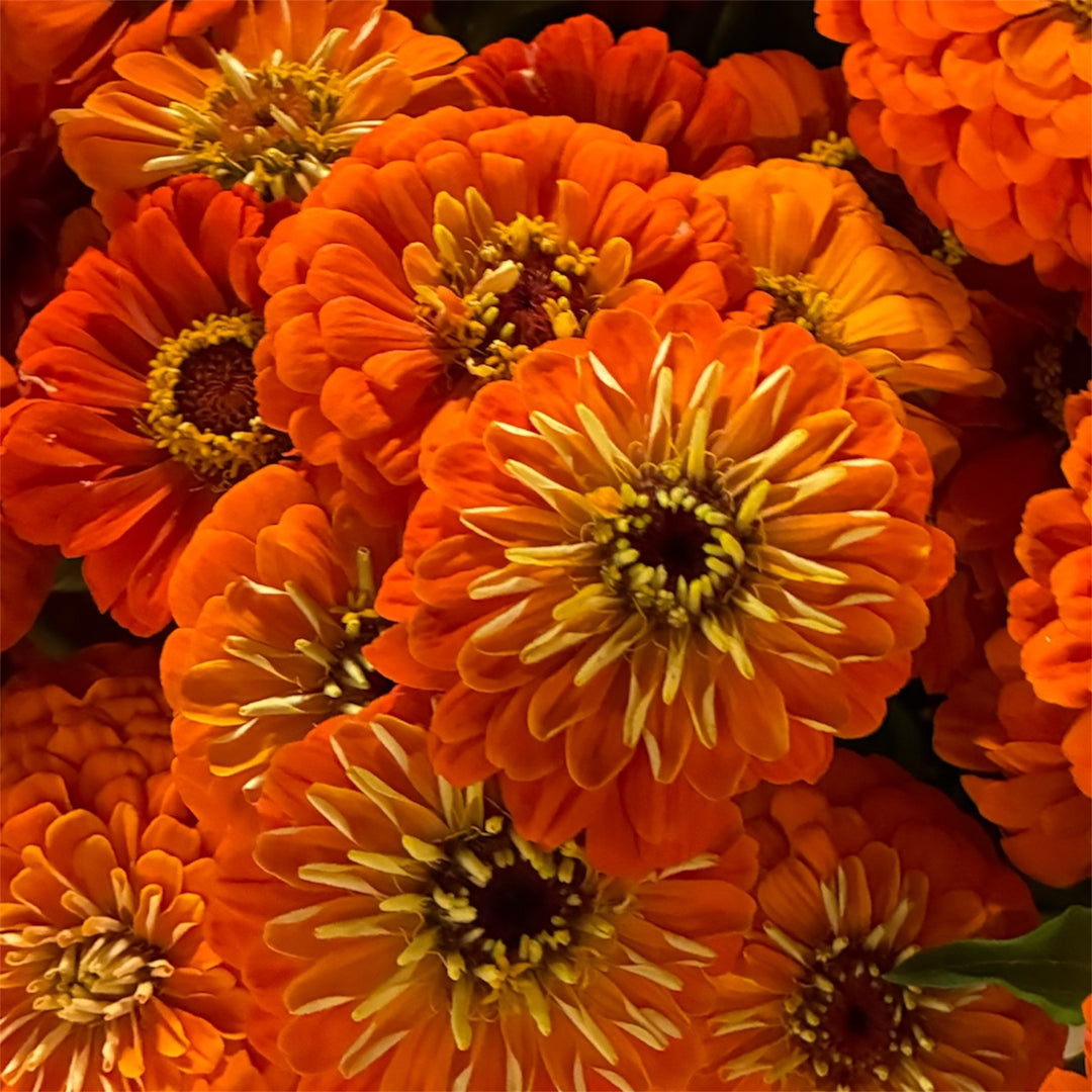 Zinnia - ORANGE x 10 stems
