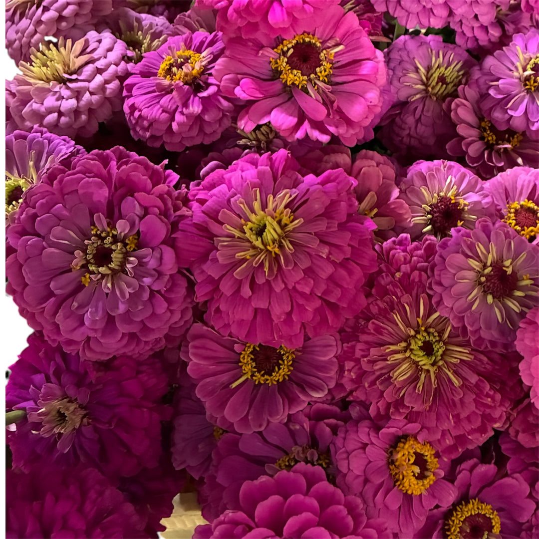 Zinnia - MAUVE x 10 stems