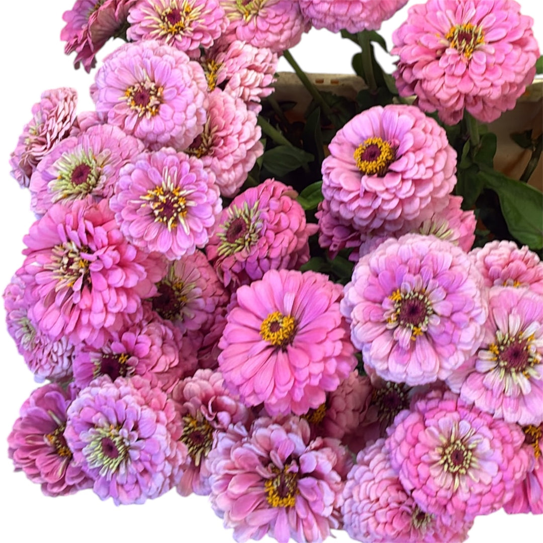 Zinnia - PINK - 45cm - (10 stems)